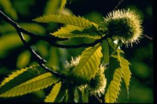 Immagine per il contenuto "Convegno: "La castanicoltura in Lombardia: realtà e prospettive","