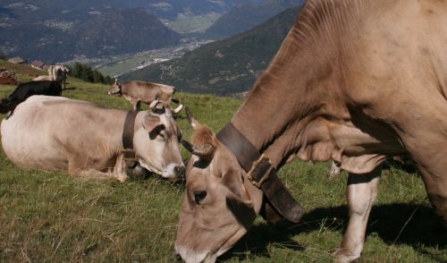 Immagine per il contenuto "Alpeggi. ERSAF ha assegnato tutti gli alpeggi, 26 in tutta la regione"
