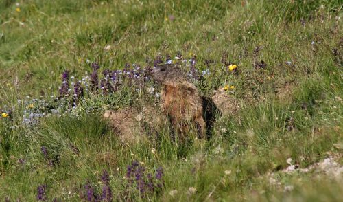 Immagine per il contenuto "Al nastro di partenza il progetto di restocking di marmotte"