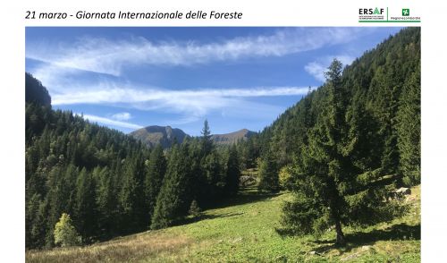 Immagine per il contenuto "21 marzo: Giornata Internazionale delle Foreste"