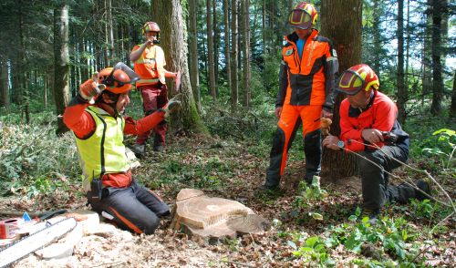 Immagine per il contenuto "Testo unico delle foreste. Firmati i decreti su formazione professionale e albi imprese"