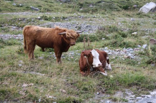 Immagine per il contenuto "Festa all'alpe Boron"