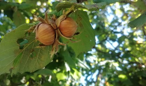 Immagine per il contenuto "Corilicoltura: la Lombardia si scopre vocata"