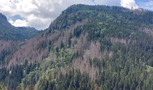 Immagine per il contenuto "“L’Ottavo Giorno”: la Valle Camonica e la sofferenza degli alberi"
