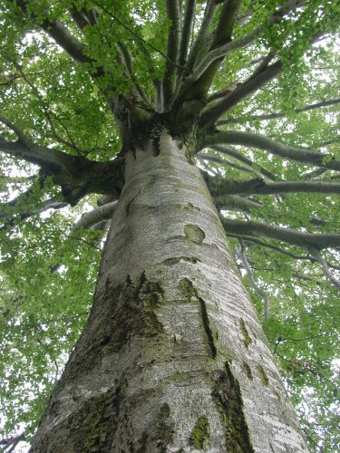 Immagine per il contenuto "Concerto per Alberi - Milano - ingresso libero"