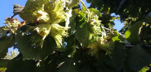 Immagine per il contenuto "Corilicoltura: la Lombardia si sente vocata"