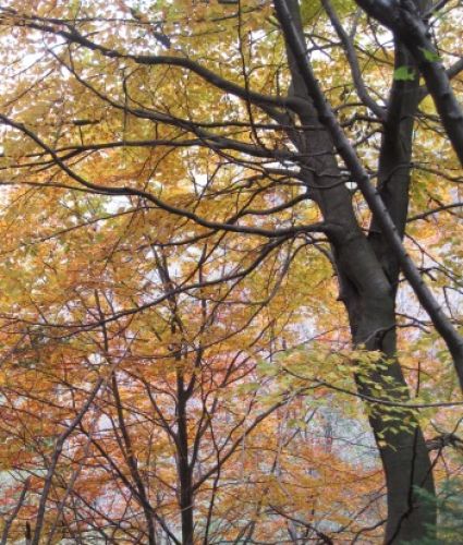 Immagine per il contenuto "Caccia fotografica e castagnata autunnale a Prim'alpe - Foresta Corni di Canzo (CO)"
