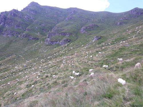 Immagine per il contenuto "Festa dell'alpeggio"