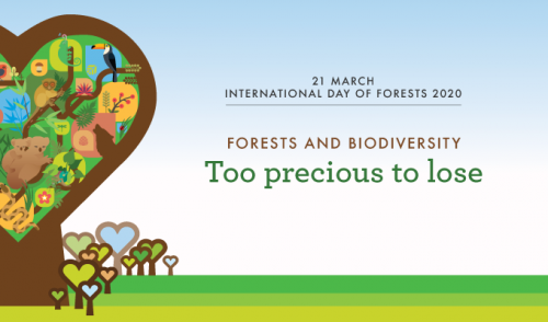 Immagine per il contenuto ""Troppo preziose per perderle”, il 21 marzo si celebra la Giornata Mondiale delle Foreste"