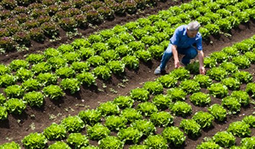 Immagine per il contenuto "Rinviato Agrievolution, l’evento in programma oggi a Riccagioia "