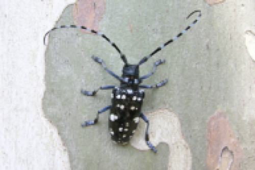 Immagine per il contenuto "Simposio Internazionale su Anoplophora chinensis e A. glabripennis"