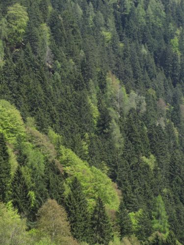 Immagine per il contenuto "Decimo rapporto sullo stato delle foreste in Lombardia "