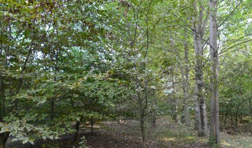 Immagine per il contenuto "Certificazione forestale: le Foreste di Lombardia hanno ottenuto il rinnovo FSC®e PEFC™"
