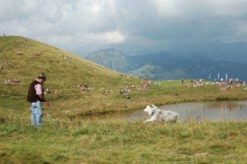 Immagine per il contenuto "Festa dell'Alpe Costa del Palio e Gara dei cani pastore - Foresta Resegone (LC)"