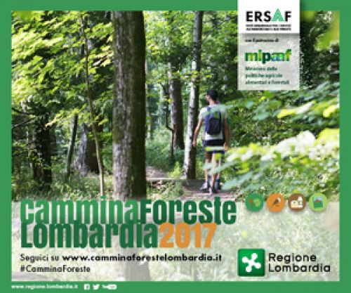 Immagine per il contenuto "Dissesto idrogeologico e difesa del suolo: il ruolo di protezione delle foreste"