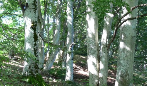 Immagine per il contenuto "Rapporto sullo stato delle Foreste in Lombardia 2020"