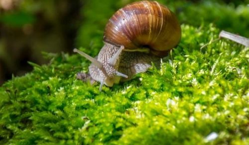 Immagine per il contenuto "Benefici dalle foreste: ERSAF e l’Unione di Comuni Valdarno e Valdisieve gestori virtuosi"