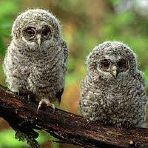 Immagine per il contenuto "Fotografia naturale"