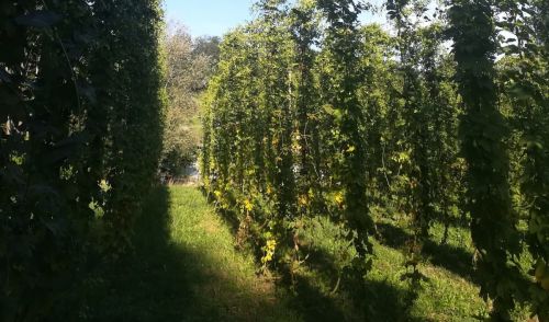 Immagine per il contenuto "Sei un agricoltore produttore di luppolo o sei interessato a questa coltura? Leggi qui"