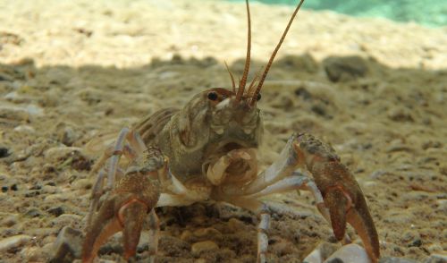 Immagine per il contenuto "WEBINAR: "LIFE IP Gestire 2020 e conservazione della biodiversità""