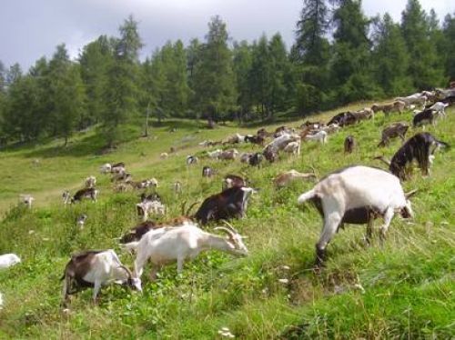 Immagine per il contenuto "Festa Malga Costone - Riserva Boschi del Giovetto di Paline (BS)"