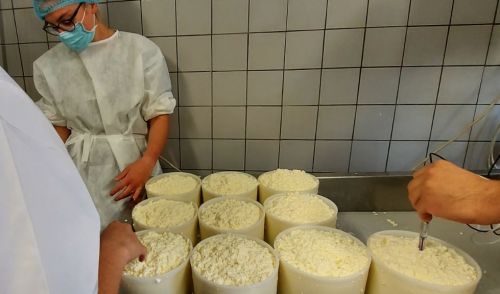 Immagine per il contenuto "Corsi per operatore casaro d'alpeggio e per caseifici aziendali"