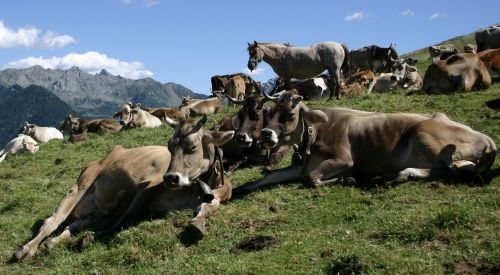 Immagine per il contenuto "Festa di apertura alpeggio Alpe Culino (SO)"