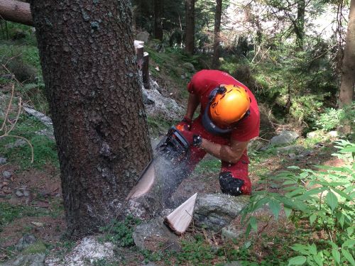 Immagine per il contenuto "Incontro tecnico "Organizzazione e sicurezza nei cantieri forestali""