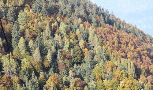 Immagine per il contenuto "Rapporto sullo stato delle foreste in Lombardia 2019"