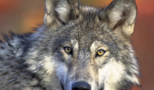 Immagine per il contenuto ""La situazione del lupo nelle Alpi e le nuove prospettive dal LIFE Wolfalps EU”"
