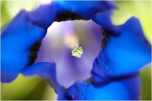 Immagine per il contenuto "Workshop di macrofotografia - Foresta Val Masino (SO)"