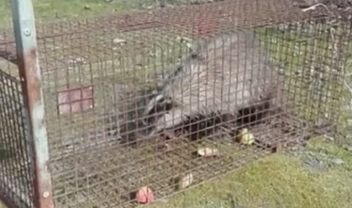 Immagine per il contenuto "Foresta Carpaneta: soccorso e liberato il tasso caduto nella roggia"