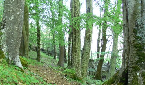 Immagine per il contenuto "Il ruolo delle foreste: conciliazione tra la funzione ambientale e quella economico-sociale"