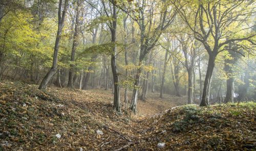 Immagine per il contenuto "Life Gestire 2020: disponibili i pdf della mostra "Lombardia, uno scrigno di biodiversità""