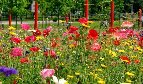 Immagine per il contenuto "ALBERINCITTA'. Nuove idee ed esperienze di forestazione urbana. "