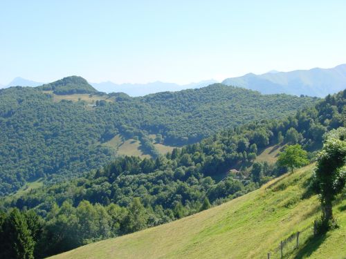 Immagine per il contenuto "Settimana della Foresta - F.R. VALLE INTELVI"