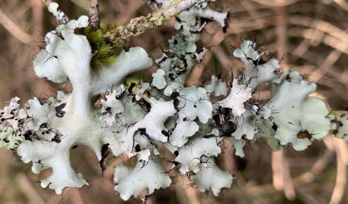 Immagine per il contenuto "Life IP Gestire2020 - Trovate specie rare di licheni nelle Foreste di Lombardia "