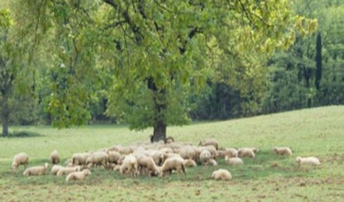 Immagine per il contenuto "Misure a sostegno dell'avvio e del consolidamento delle Associazioni fondiarie"