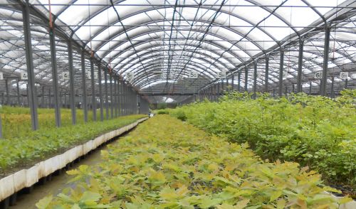 Immagine per il contenuto "Life IP Gestire2020 – Piccole farnie crescono "