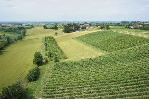 Immagine per il contenuto "PROBLEMATICHE FITOSANITARIE IN VITICOLTURA"