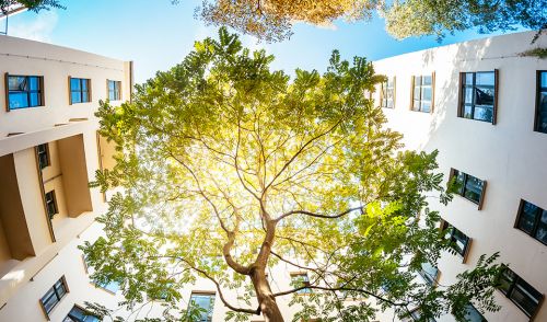 Immagine per il contenuto "Partecipa al sondaggio 'Fabbisogni formativi e innovazione nella selvicoltura urbana' "