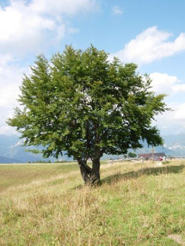 Immagine per il contenuto "Festa dell'Albero - Vivaio Forestale di Curno (BG)"
