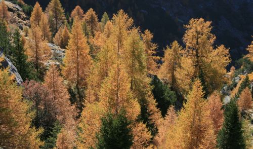 Immagine per il contenuto "Sul sito della FAO i risultati del FRA 2020, valutazione dello stato delle foreste nel mondo"