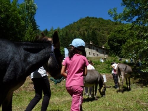 Immagine per il contenuto "A passo d'asino - Foresta Corni di Canzo (CO)"