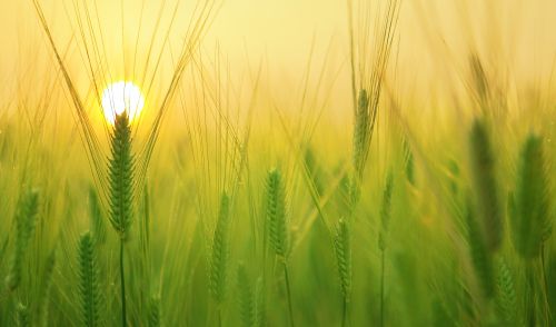 Immagine per il contenuto "Innovazione agricola: la Commissione Europea invita a partecipare a tre nuovi gruppi di lavoro"