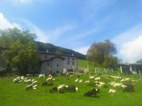 Immagine per il contenuto "SHEEPDOG TRIAL"