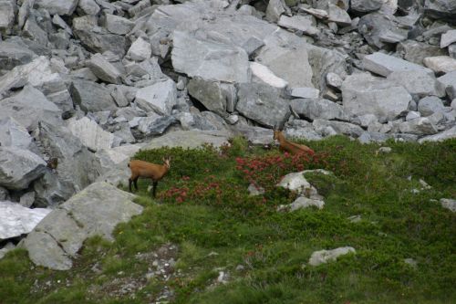 Immagine per il contenuto "Alpeggi in tavola all'Alpe Zocca - Riserva Naturale Val di Mello (SO)"
