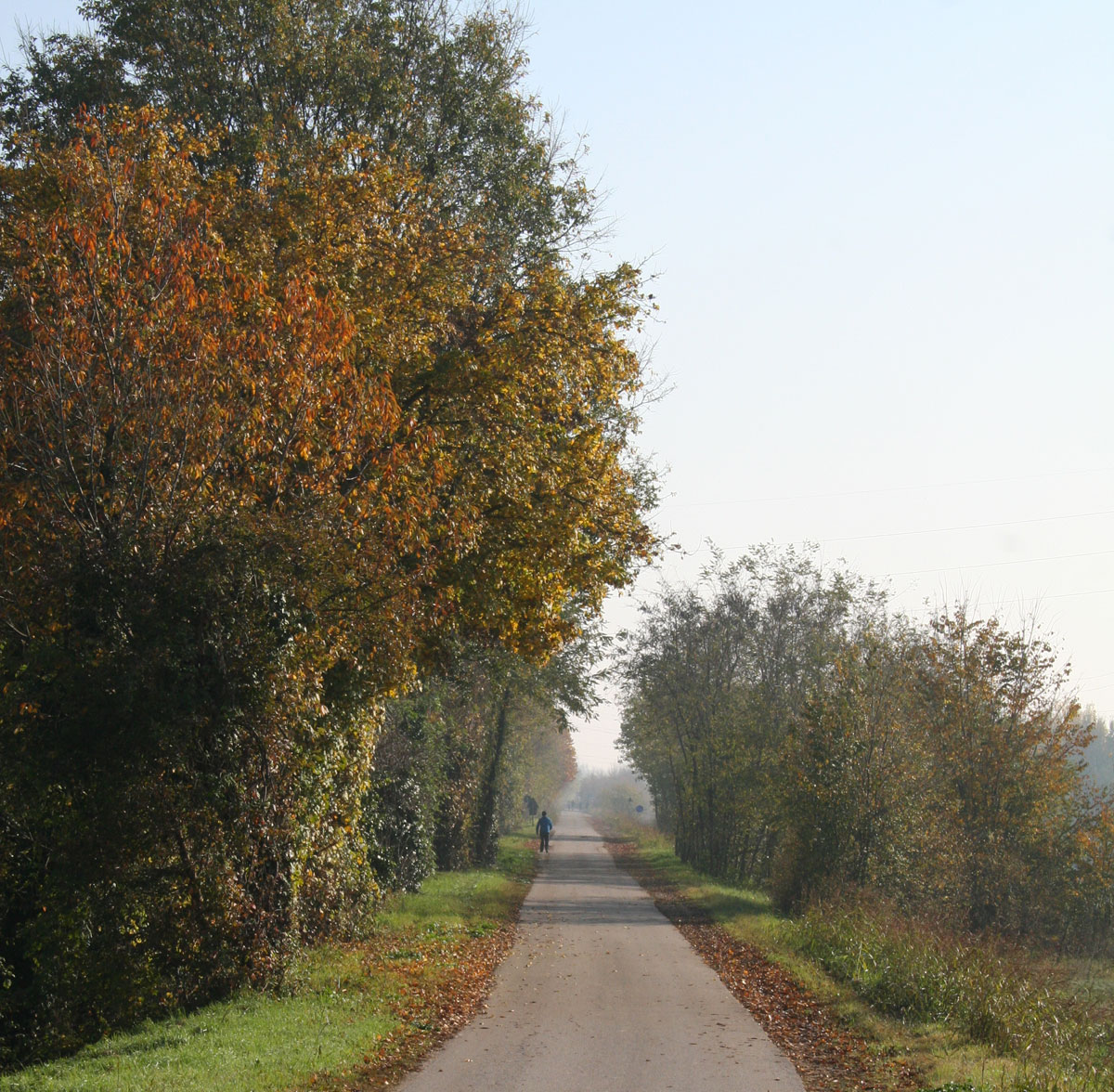 Immagine per il contenuto "A caccia d'ambiente - Foresta Carpaneta (MN)"