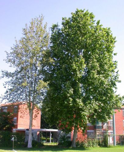 Immagine per il contenuto "Elenco degli agronomi e forestali abilitati al contenimento del cancro colorato"