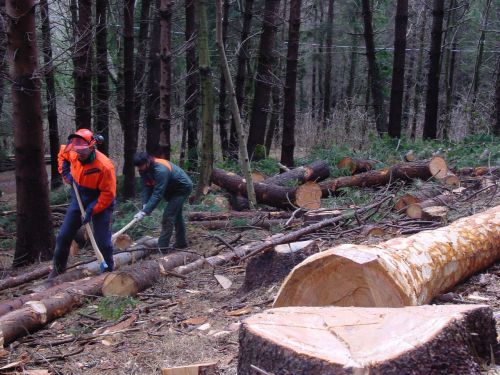 Immagine per il contenuto "Giornata di formazione "La certificazione forestale""